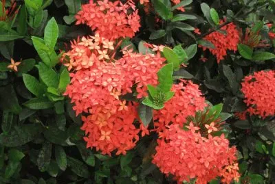 fleurs des iles