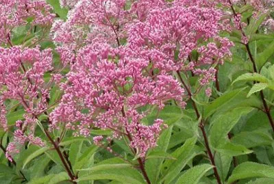 eupatoire jigsaw puzzle