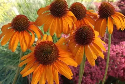 echinacea jigsaw puzzle