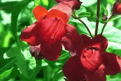 penstemon
