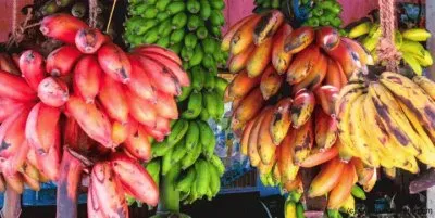 Sri Lankan Bananas in all shapes and sizes