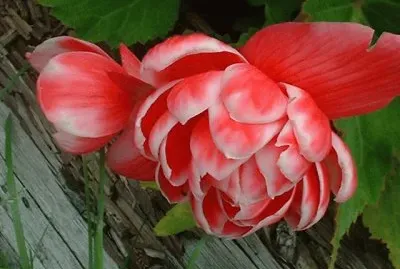 begonia