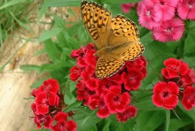 papillon