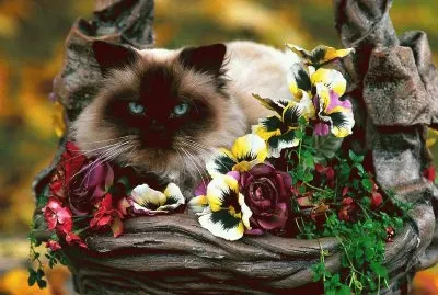 פאזל של GATICO