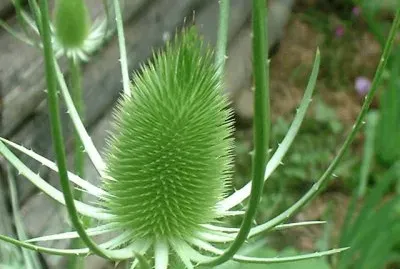 פאזל של cardÃ©re