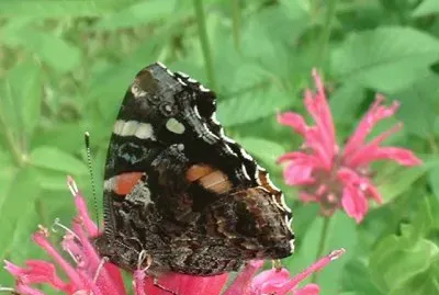 monarde et papillon