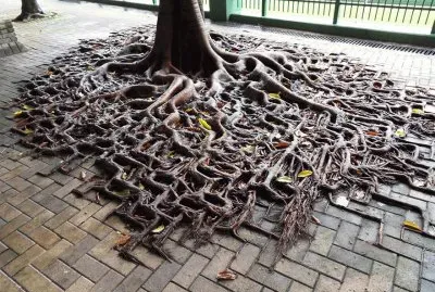 tree-roots-concrete 1