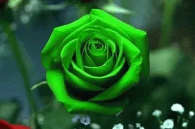 Green Rose