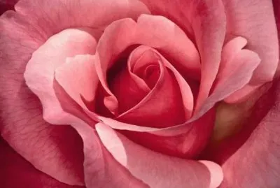 Pink Rose