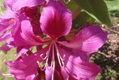 fleurs:bauhinia