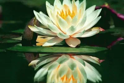 fleurs: nÃ©nuphar