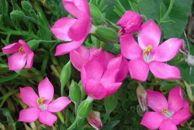 fleurs: orphium