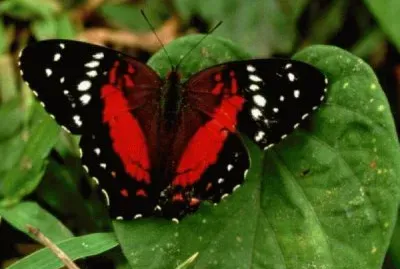 papillon