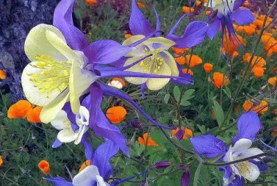 Columbines and Poppies