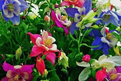 Columbine Flowers
