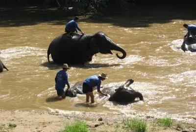 bain des Ã©lÃ©phants