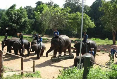 travail des Ã©lÃ©phants
