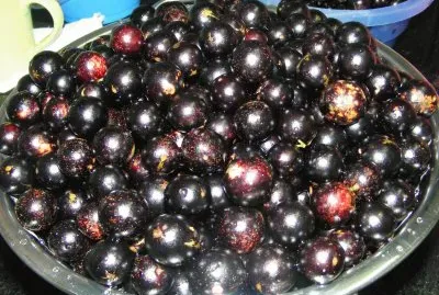 Jabuticaba jigsaw puzzle
