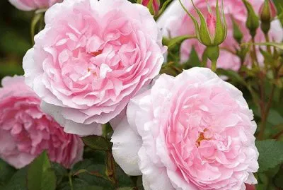 Lady Salisbury English Rose jigsaw puzzle