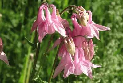 Pretty pink wildflowers