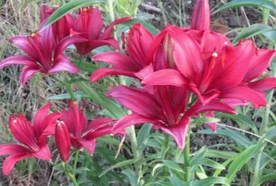 Lots of pretty flowers