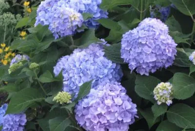 Purple ones