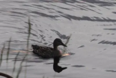 Here ducky ducky