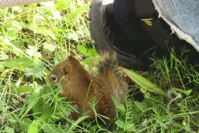Baby red squirrel by husband 's foot
