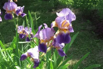 Purple Iris