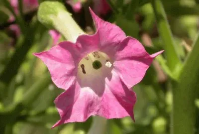 tabac ornement jigsaw puzzle