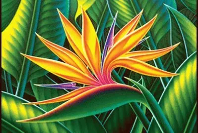 Hawaiian art  Strelitzia