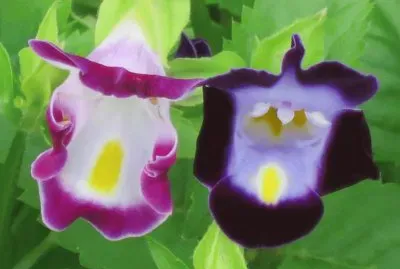 èŠ± jigsaw puzzle