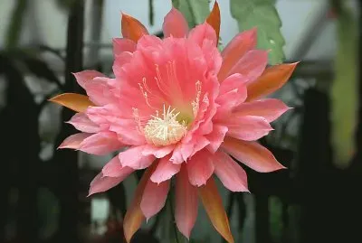 epiphyllum jigsaw puzzle