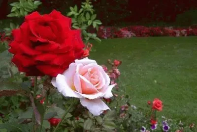 rosas
