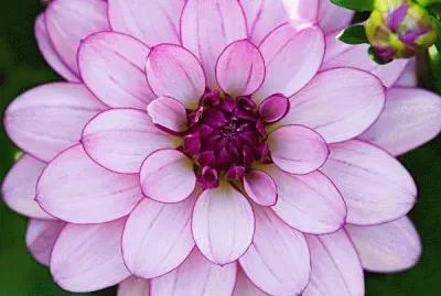 Dahlia
