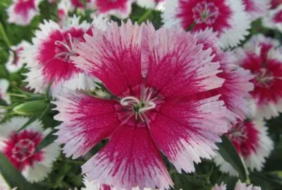 oeillets d 'inde jigsaw puzzle