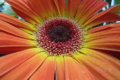 gerbera jigsaw puzzle