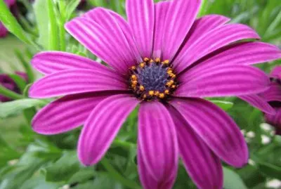 marguerite jigsaw puzzle