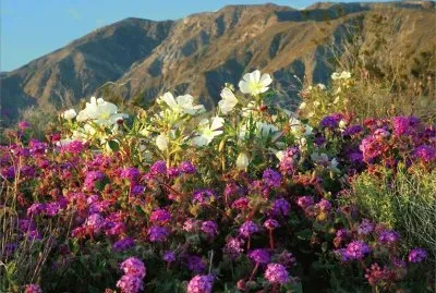 Flowers in the Atacama Desert  Chili