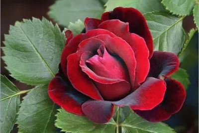 Beautiful Rose