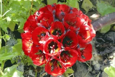 Cactus Atacama Desert Chili jigsaw puzzle