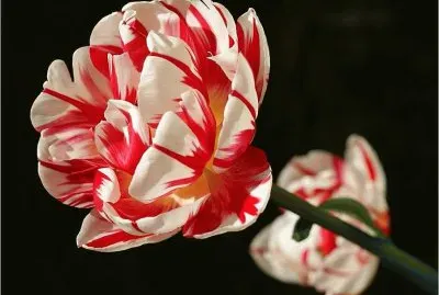 Beautiful Flower jigsaw puzzle