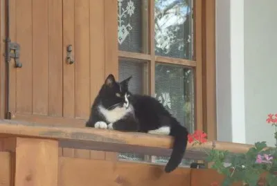 פאזל של IL GATTO SULLA FINESTRA