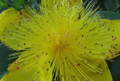 millepertuis jigsaw puzzle