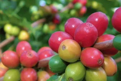 Coffee Beans, the red ones ready to pick
