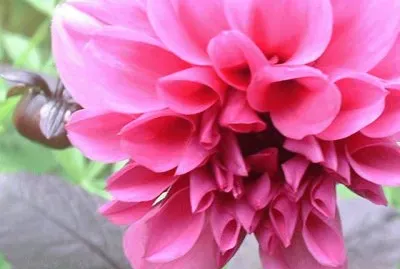 dahlia jigsaw puzzle