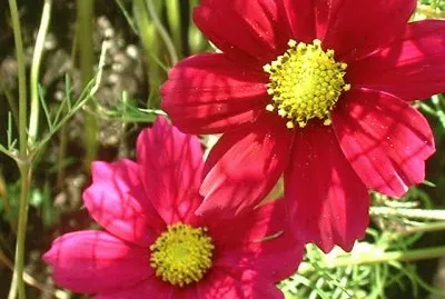 cosmos jigsaw puzzle