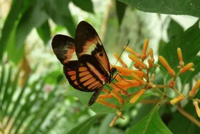 papillon