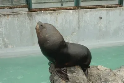 La Foca jigsaw puzzle