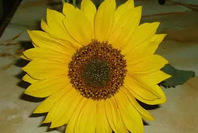 El girasol jigsaw puzzle